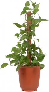 Palik kokosowy 50cm/śr.32mm/           